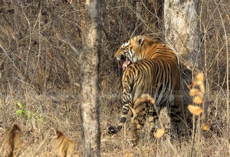 आउनुहोस् MOSTBET मा WILD TIGER  .